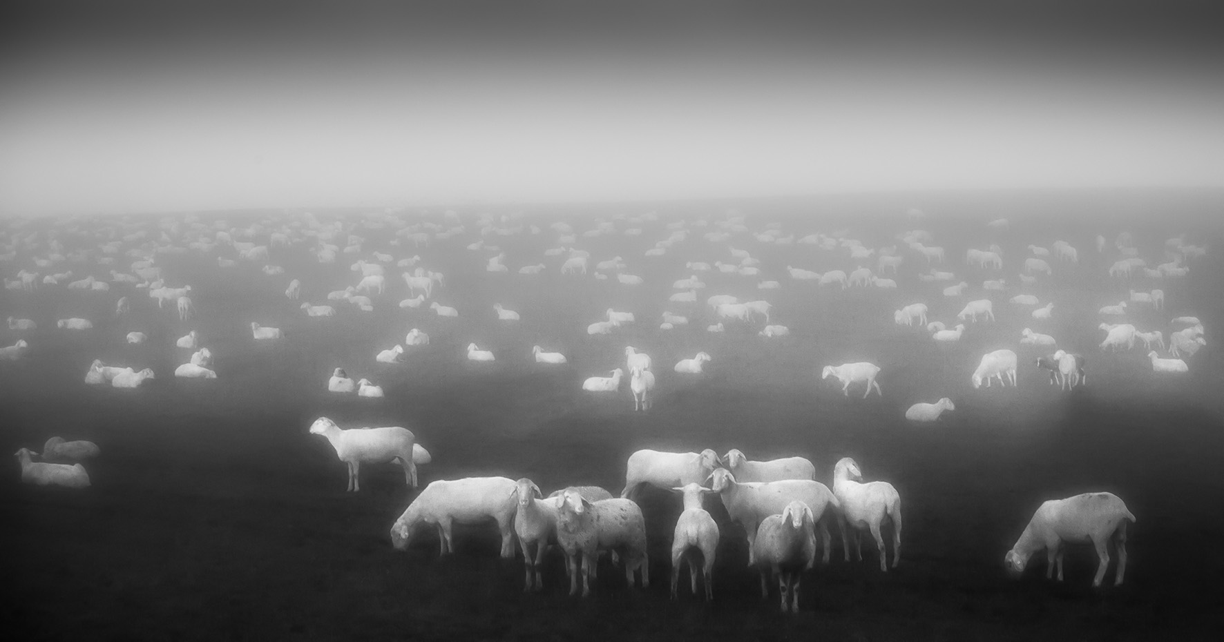 Traumhaft: Schafherde im herbstlichen Morgennebel...