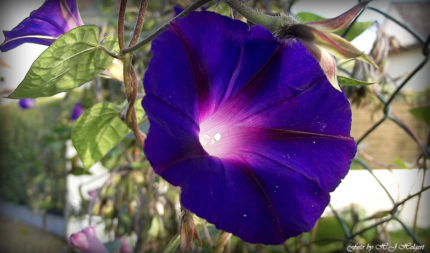 Traumhaft schön schaut sie aus Nachbars Garten.