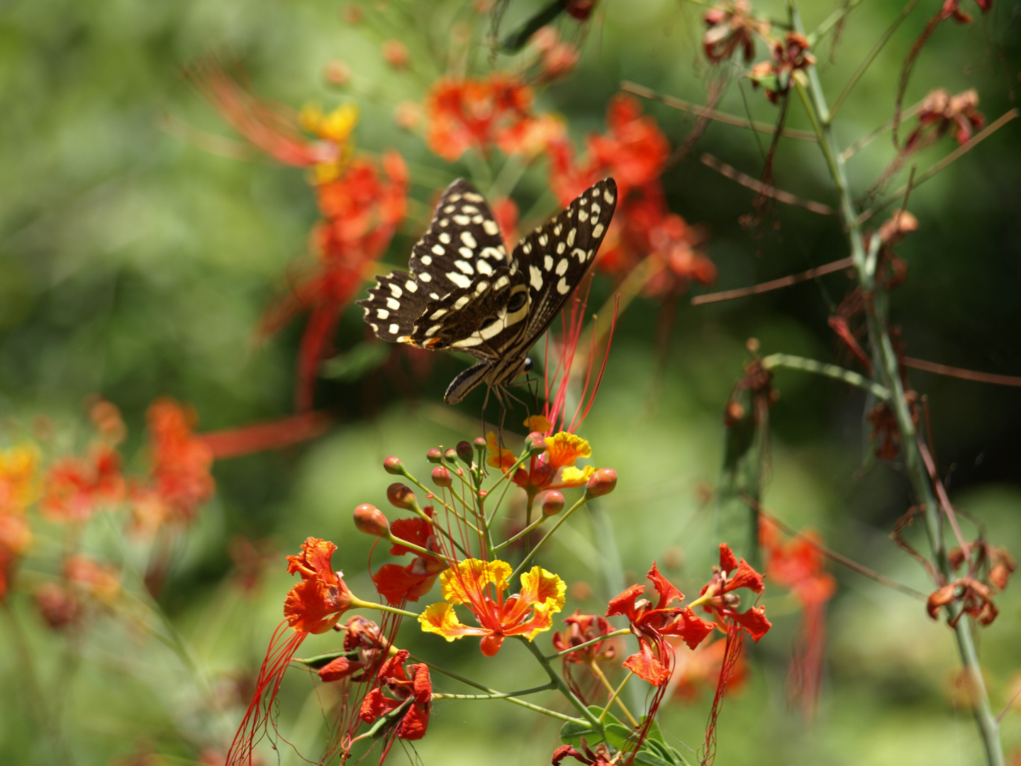 Traumhaft schöner Schmetterling in Kenia