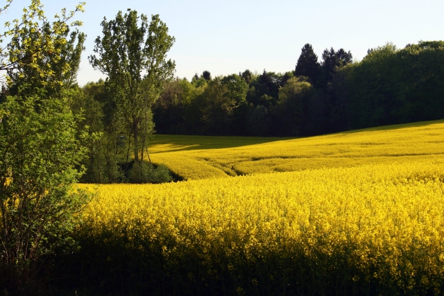 Traumhaft schönes Feld...