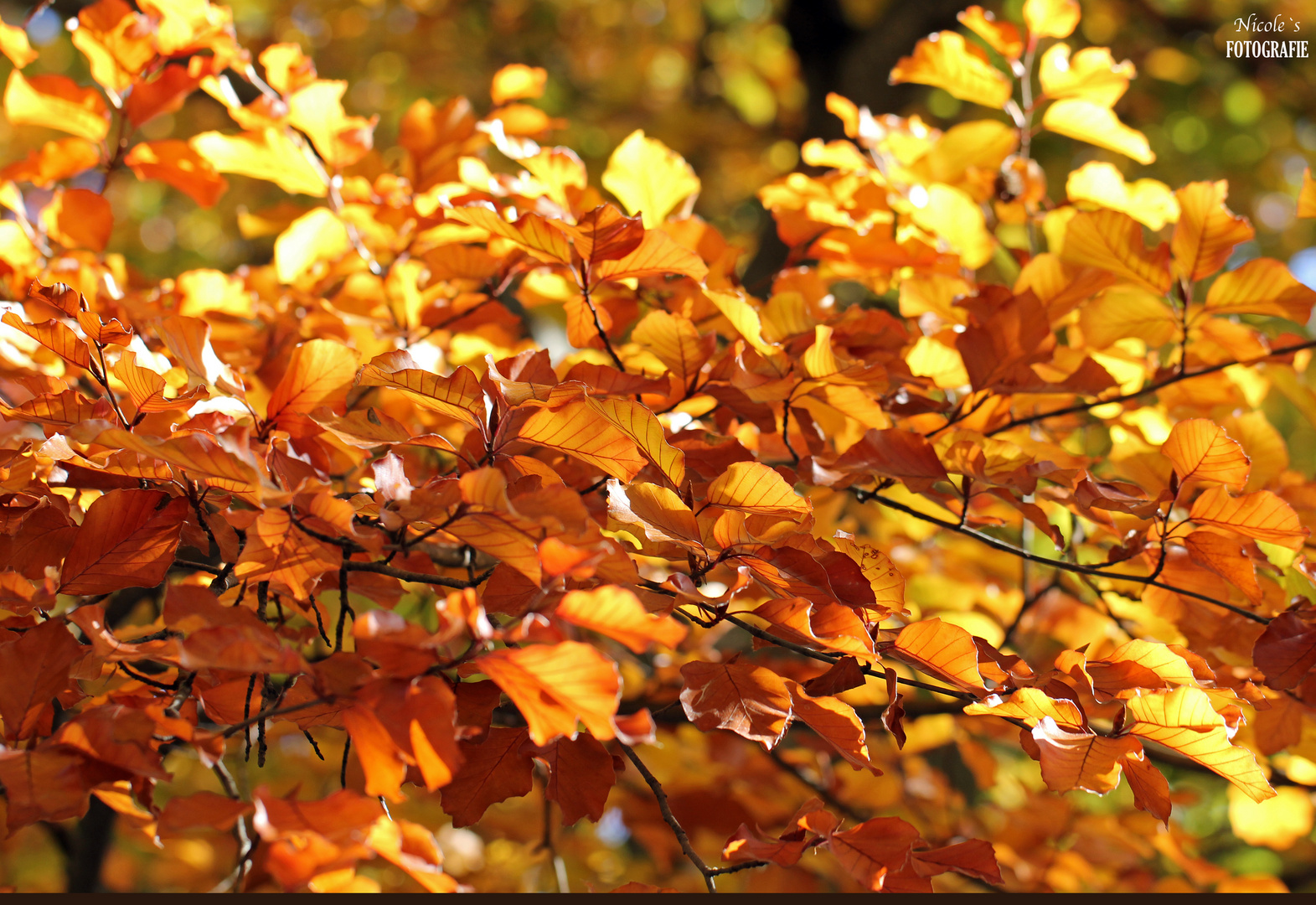 ° Traumhaft was für wunderschöne Farben uns der Herbst zu bieten hat °