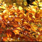 ° Traumhaft was für wunderschöne Farben uns der Herbst zu bieten hat °