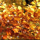 ° Traumhaft was für wunderschöne Farben uns der Herbst zu bieten hat °