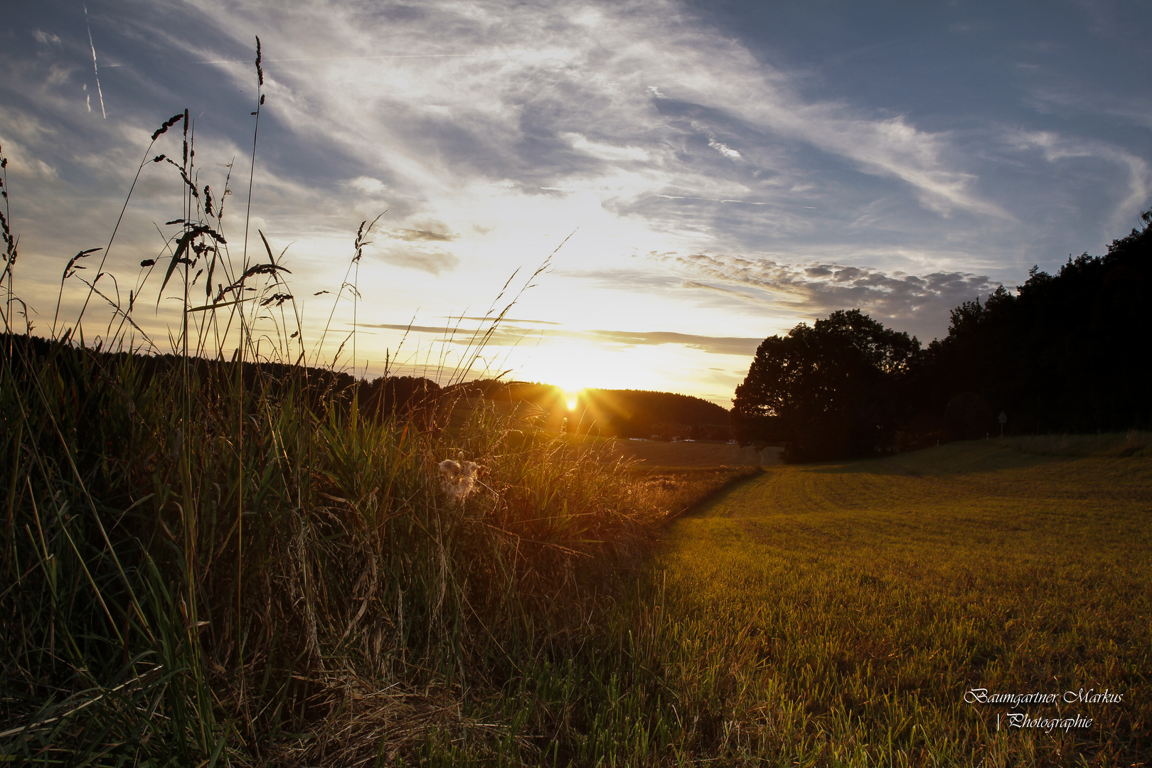 Traumhafte Abendstimmung am Kornfeld