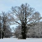 Traumhafte Baumkulisse