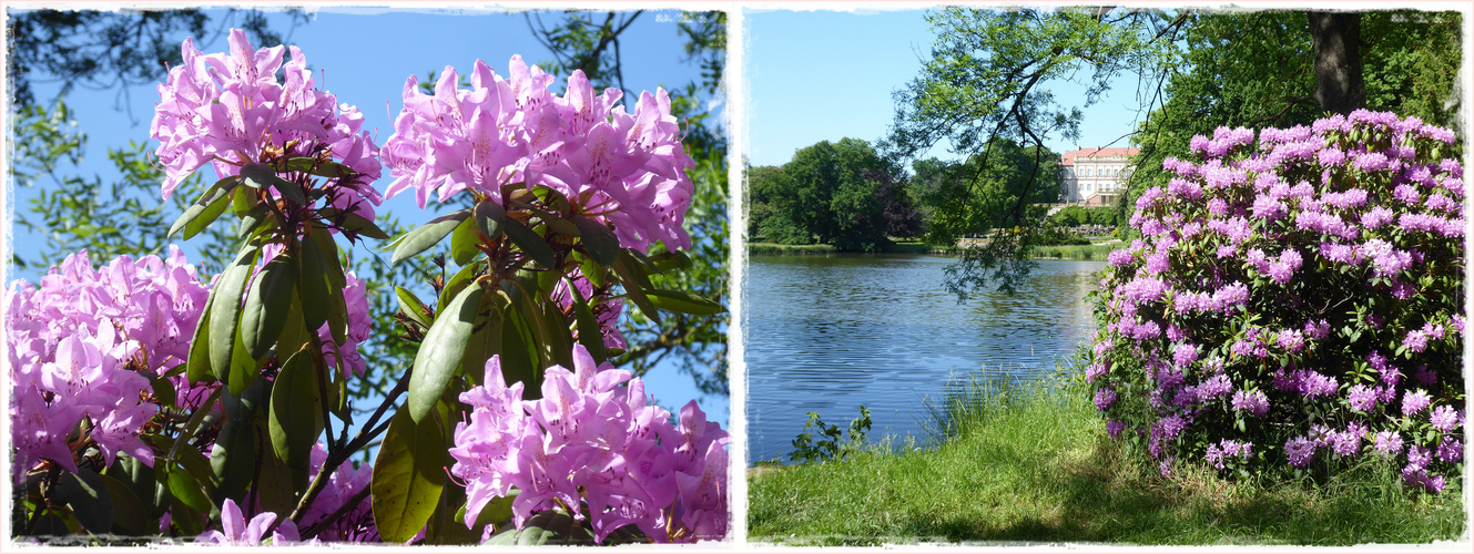 traumhafte Blüten