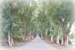 Traumhafte Eukalyptusallee