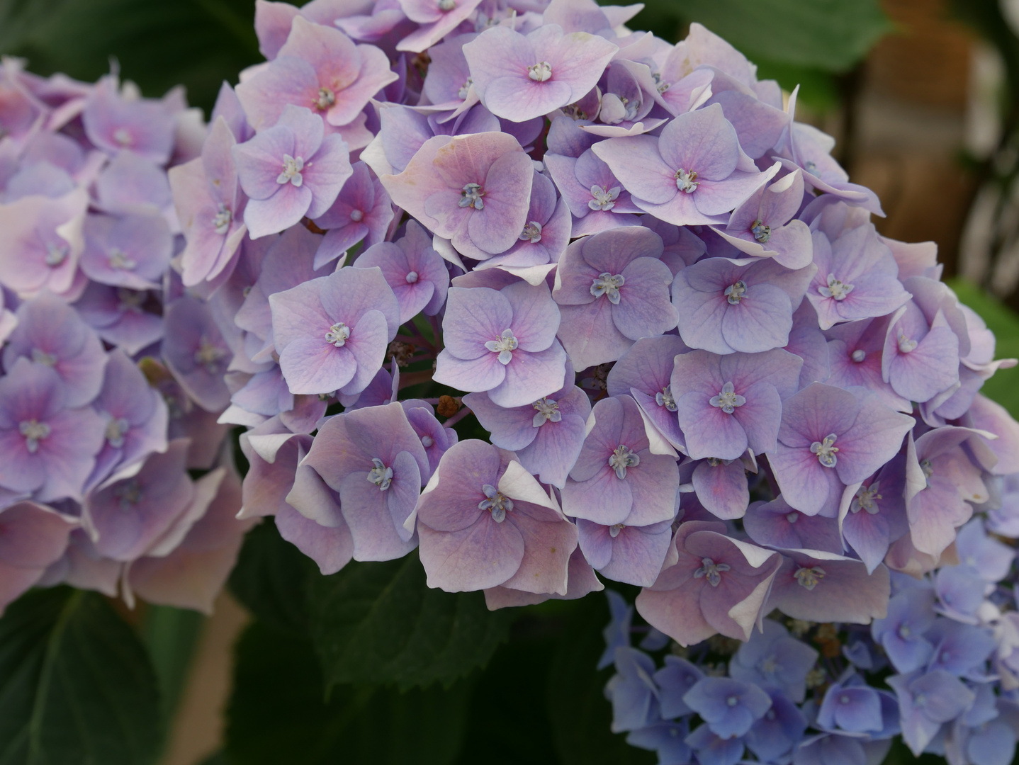 Traumhafte Hortensie