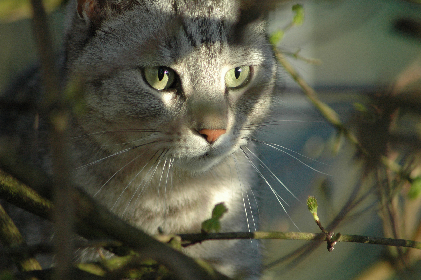 Traumhafte Katze