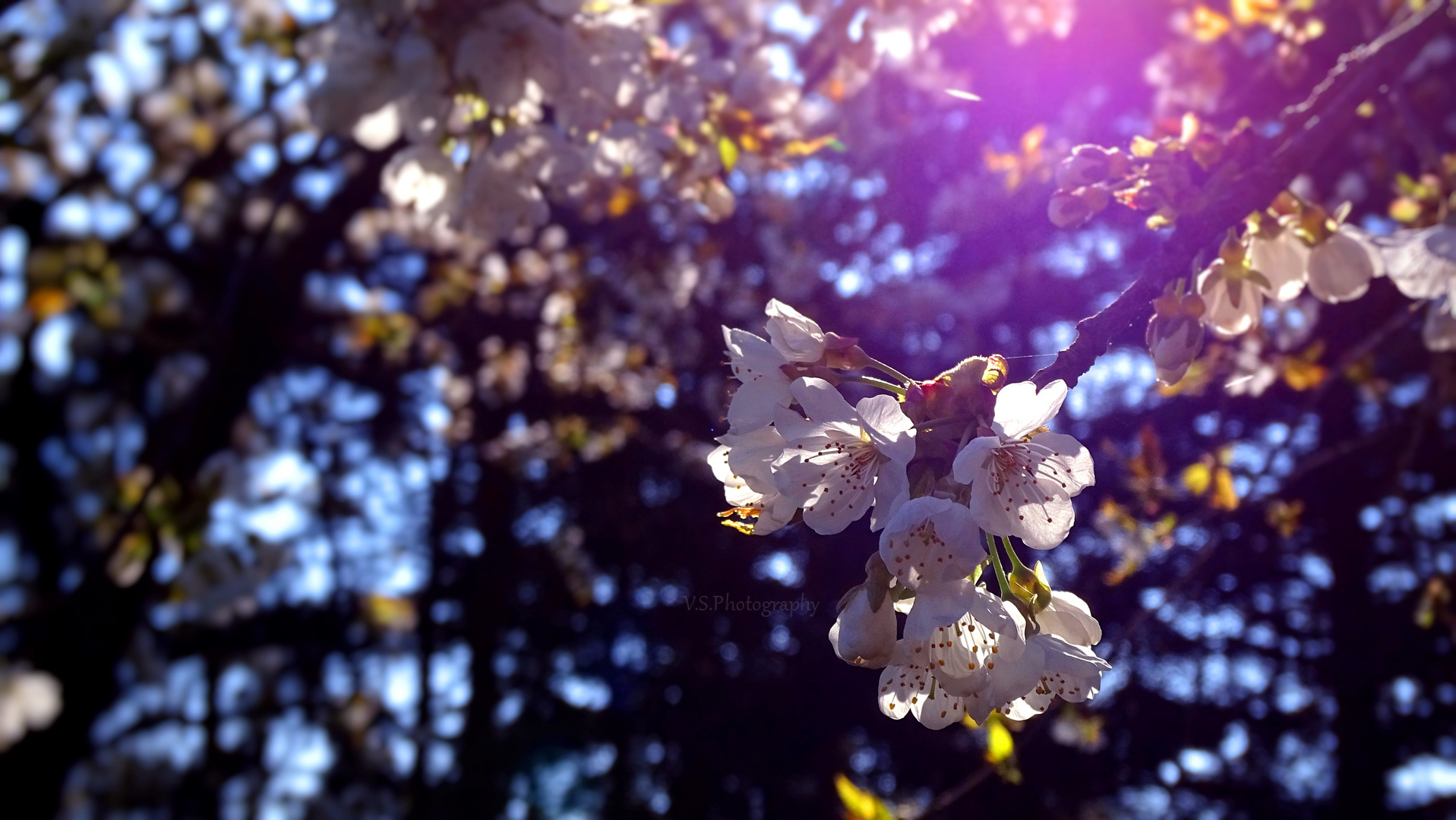 Traumhafte Kirschblüte..