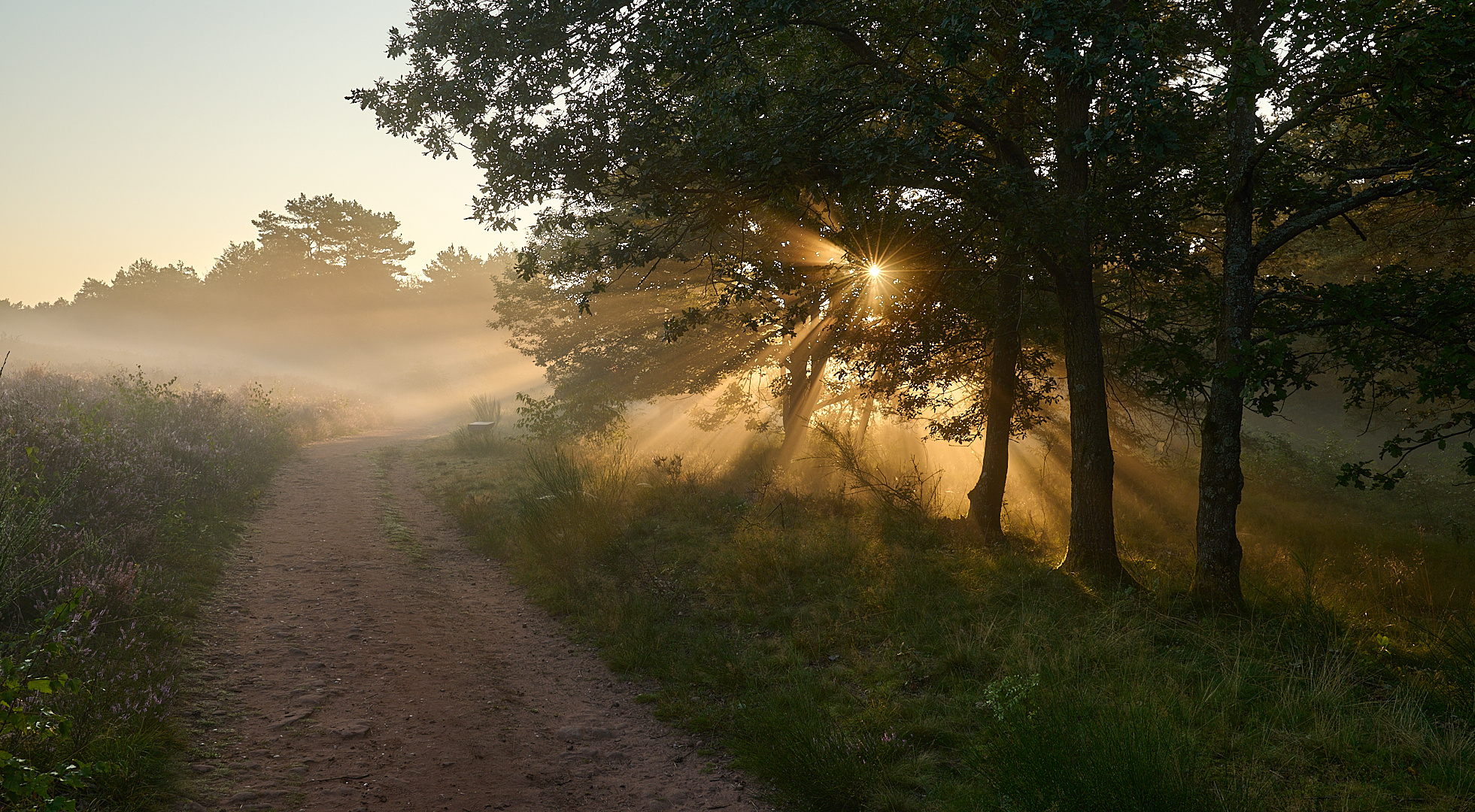 Traumhafte Licht-Nebelstimmung in der Mehlinger Heide.