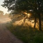 Traumhafte Licht-Nebelstimmung in der Mehlinger Heide.