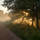 Traumhafte Licht-Nebelstimmung in der Mehlinger Heide.