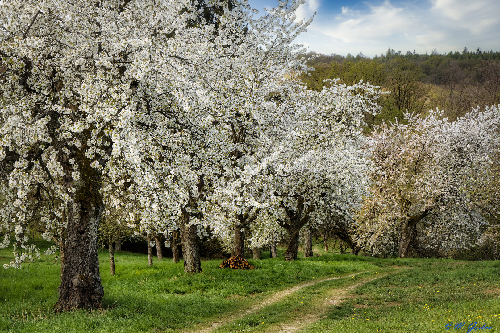 Traumhafte Obstbaumblüte