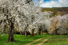 Traumhafte Obstbaumblüte