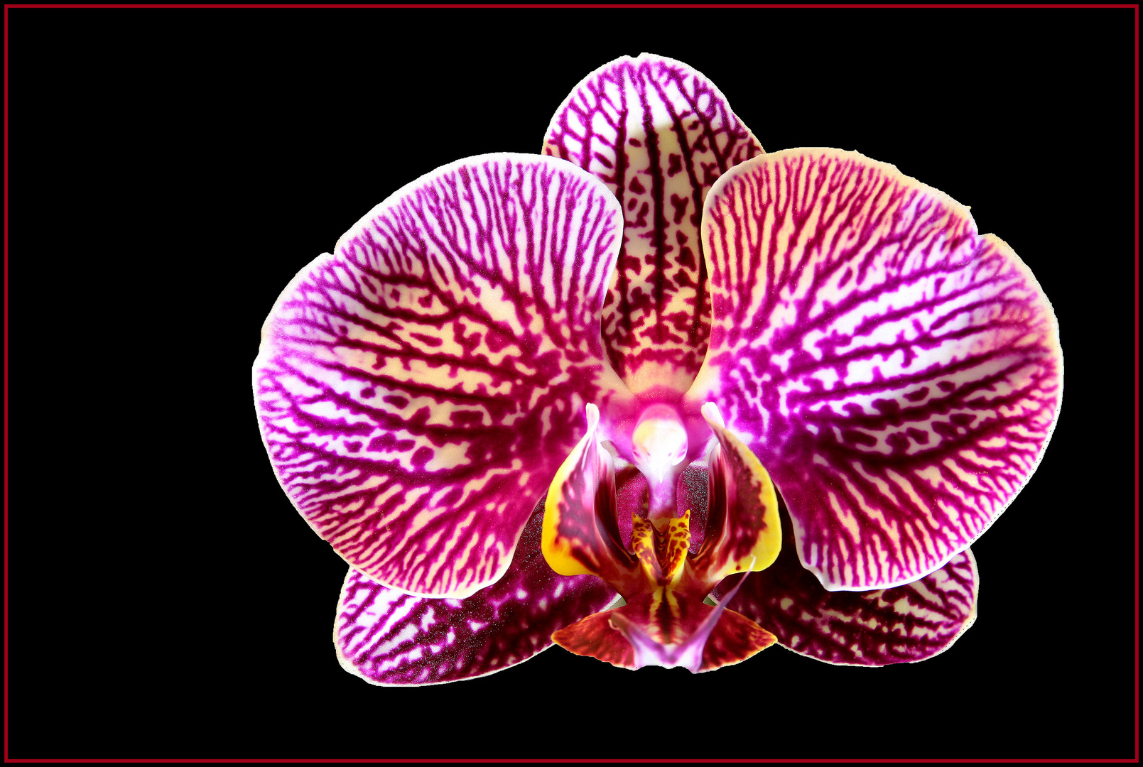 traumhafte Orchideenblüte