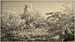 Traumhafte Winterlandschaft in Monochrom