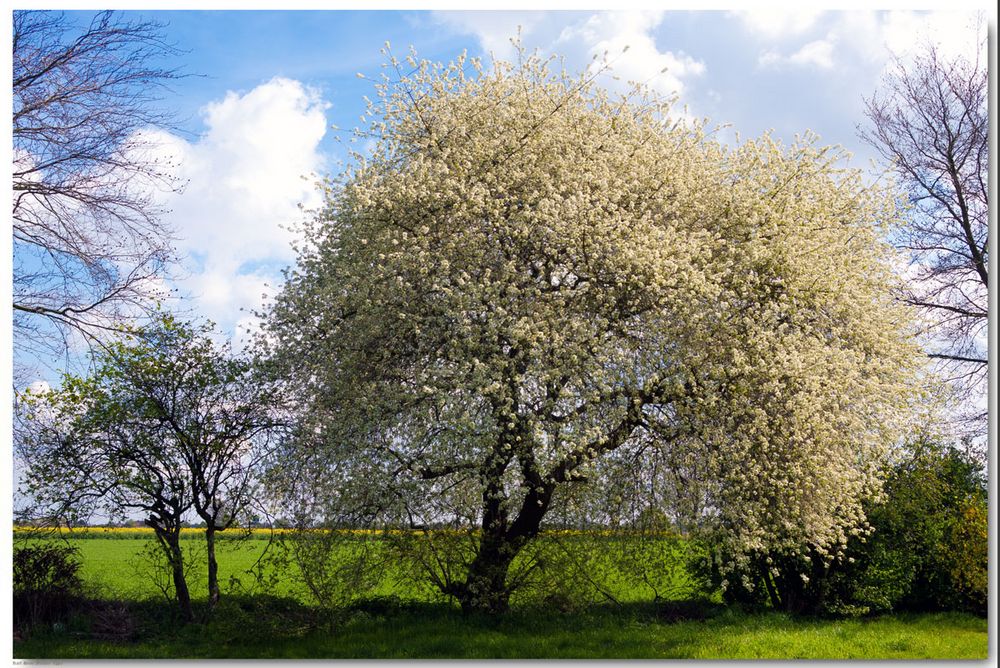 Traumhafter Frühling