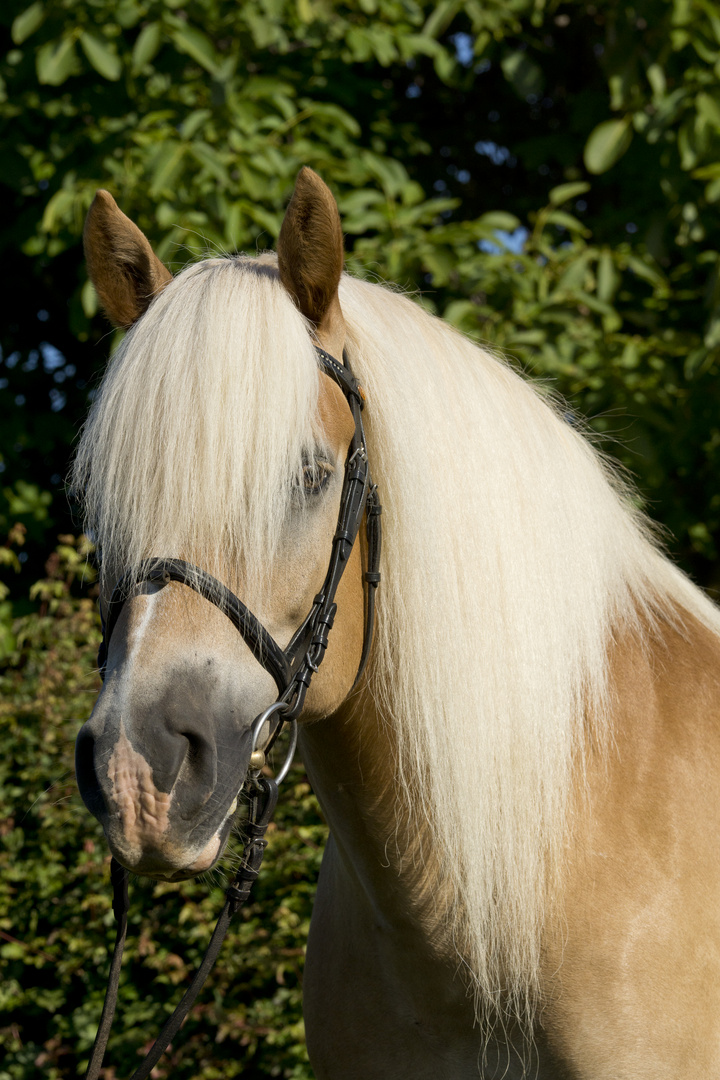 Traumhafter Haflinger