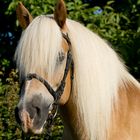 Traumhafter Haflinger