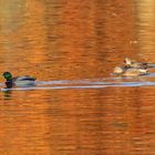 Traumhaftes orange Seewasser