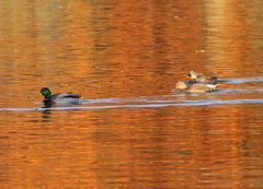 Traumhaftes orange Seewasser