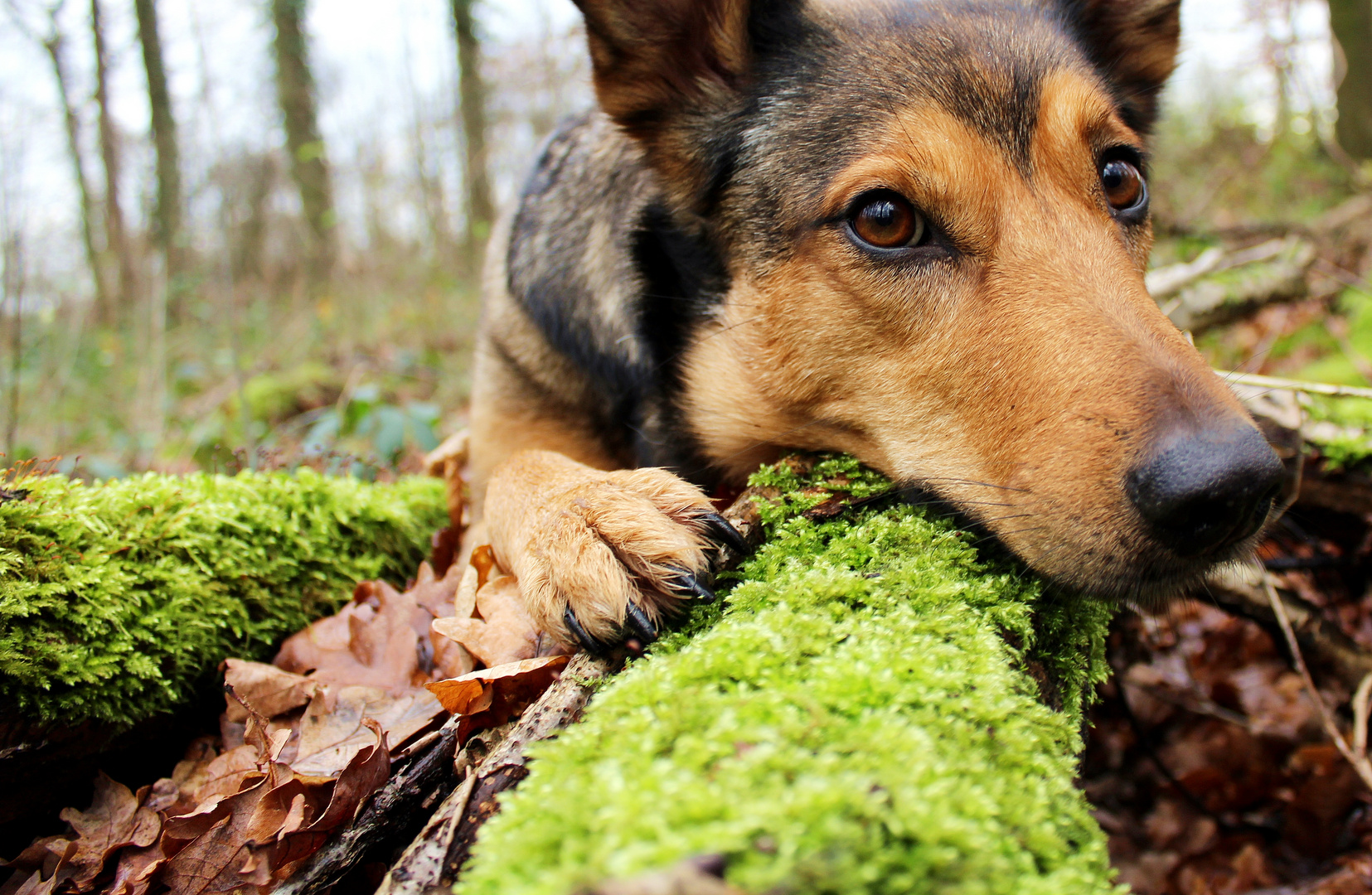 Traumhund!