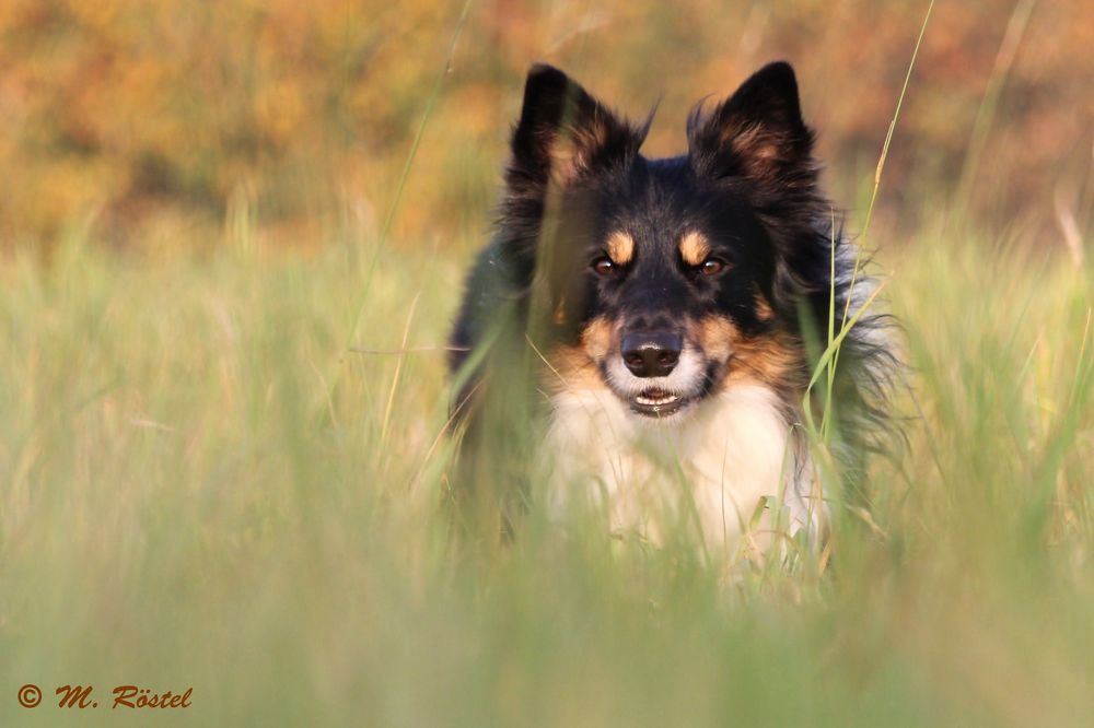 Traumhund