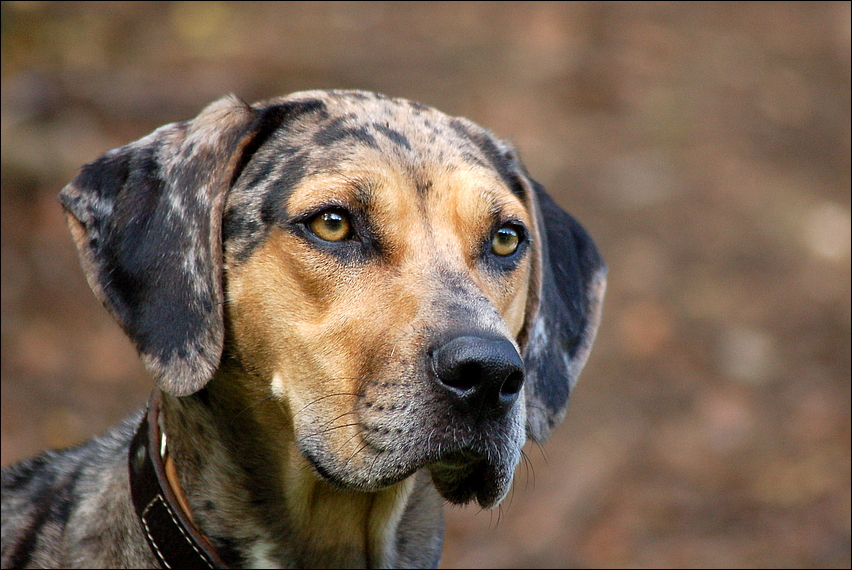 Traumhund