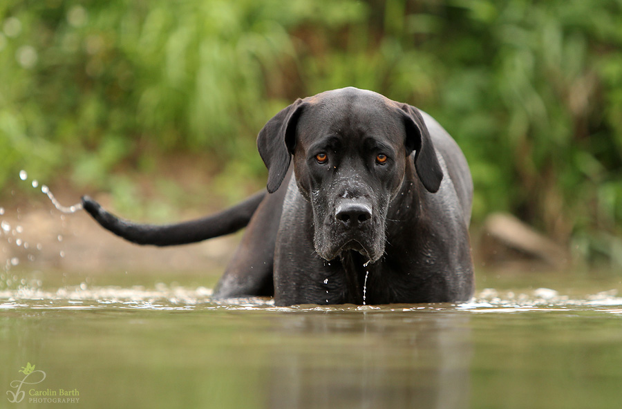 Traumhund