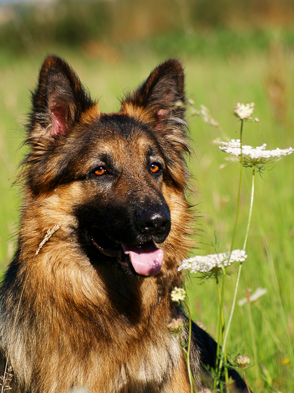 Traumhund