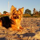 Traumhund im Sonnenuntergang ;-)