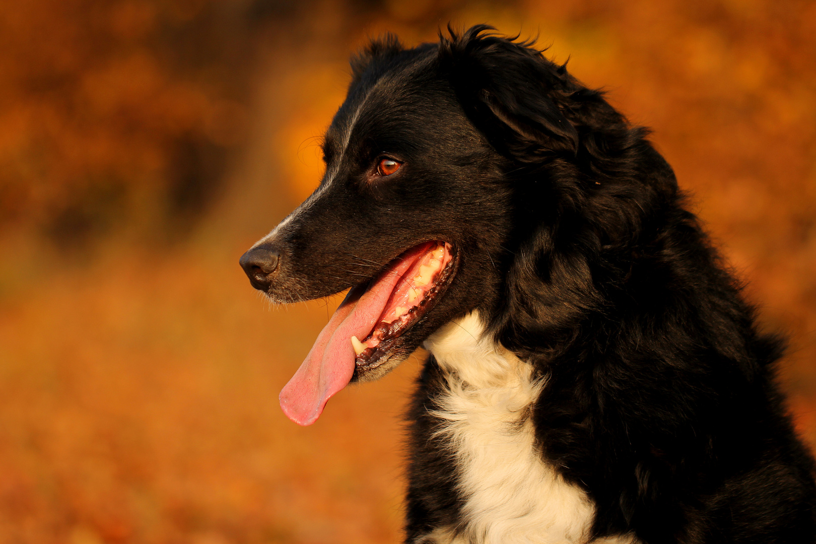 Traumhund und Traumherbst