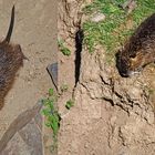 Traumichnicht Nutria