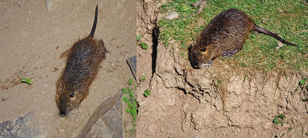 Traumichnicht Nutria