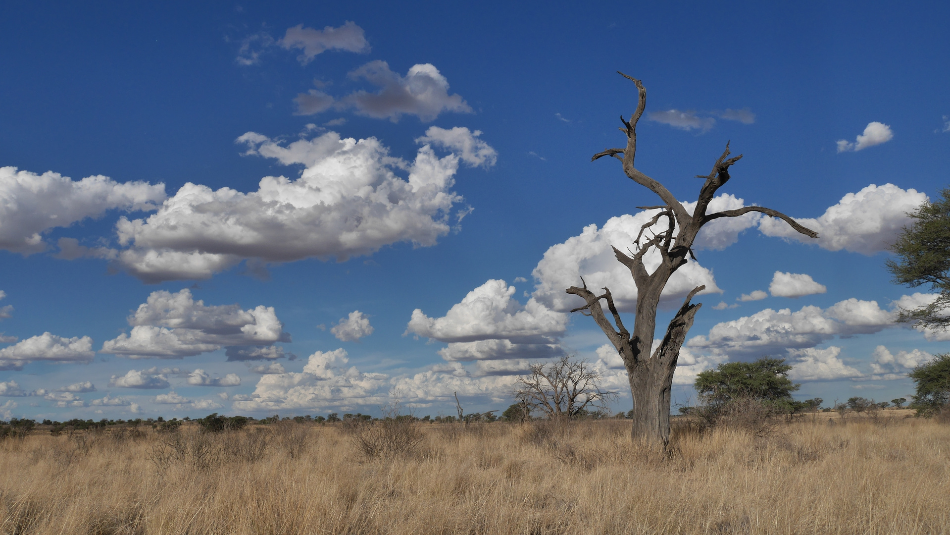 Traumlandschaft im Kgalagadi