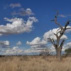 Traumlandschaft im Kgalagadi