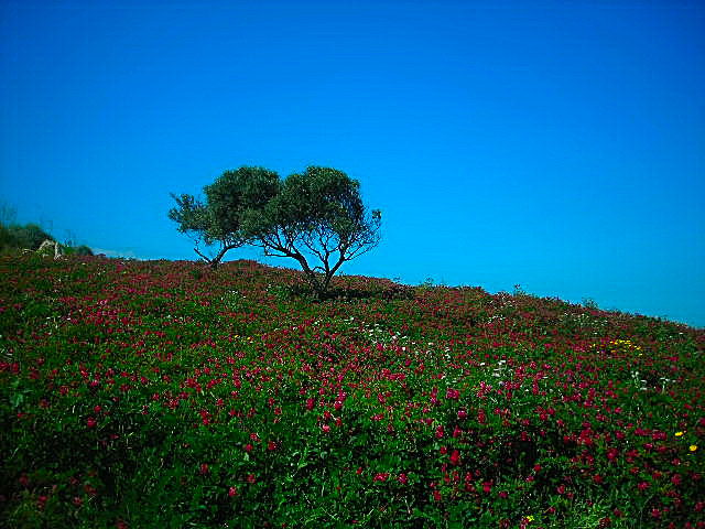 Traumlandschaft in Fruehling