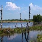 Traumlandschaft Moor 