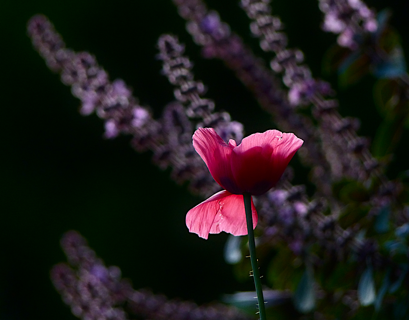 Traummohn 