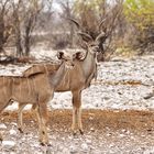 Traumpaar (Namibia, Etosha)