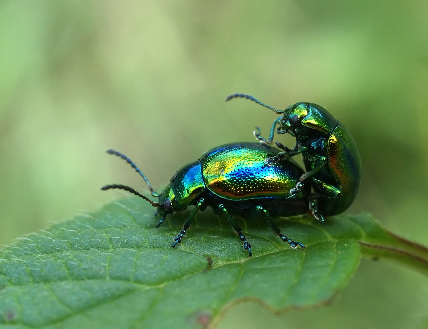 Traumpaare der Welt: Chrysolina