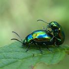 Traumpaare der Welt: Chrysolina