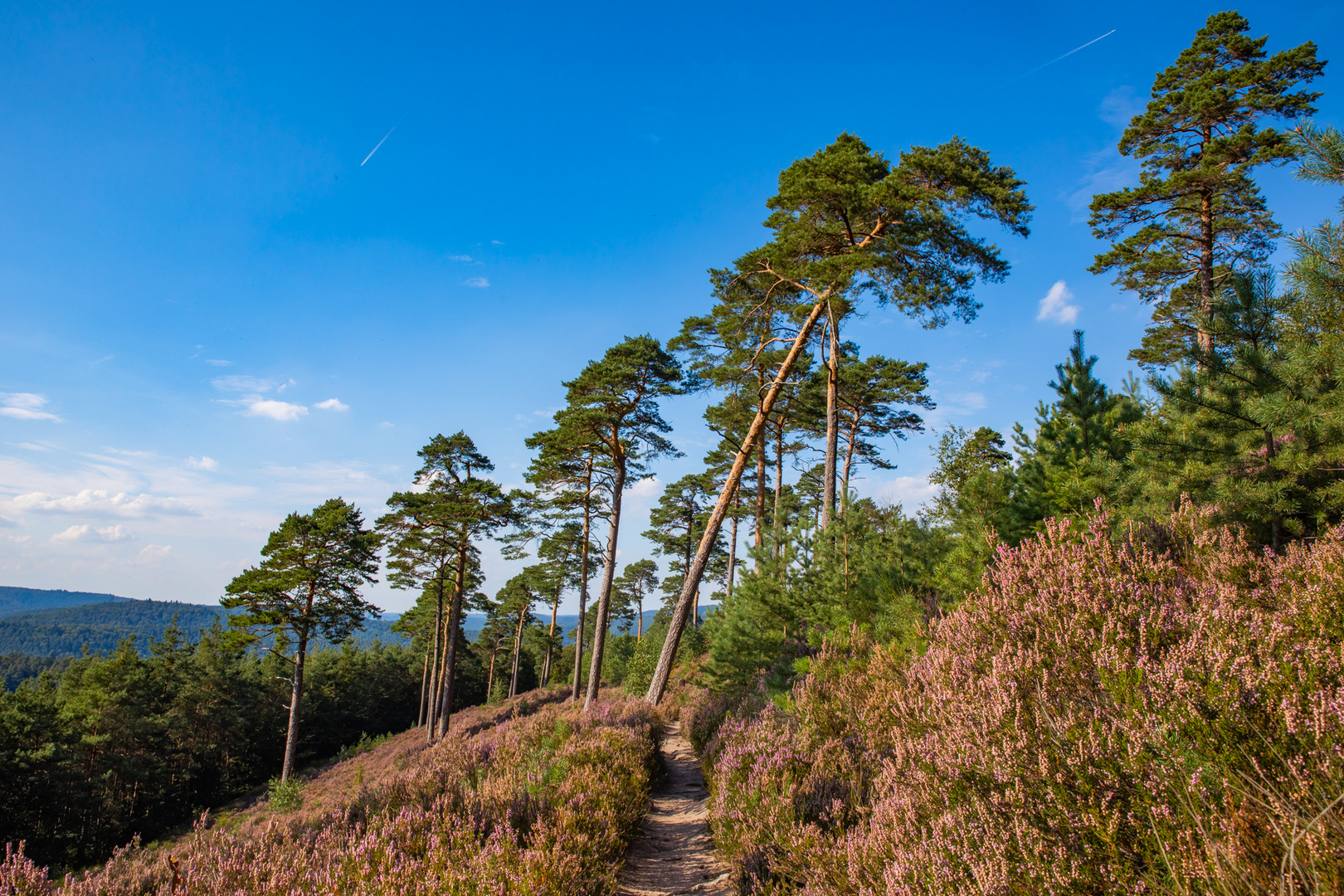 Traumpfad durch die Heide