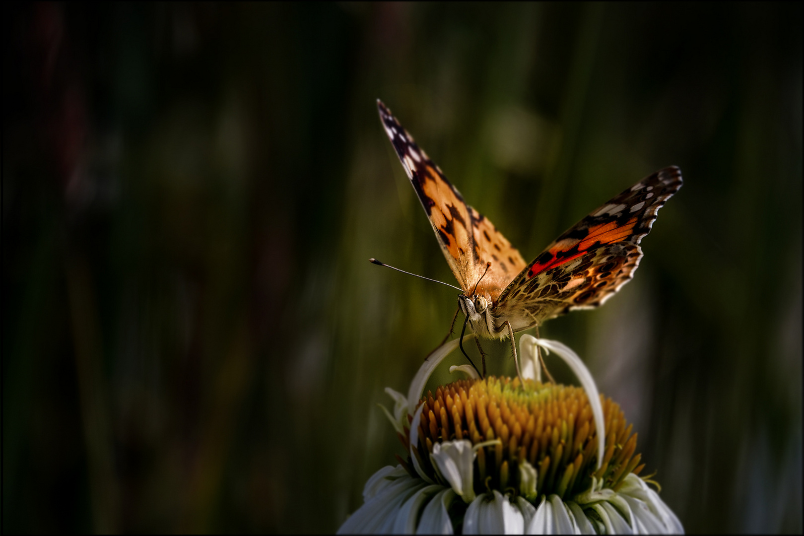 Traumschmetterling * *