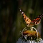 Traumschmetterling * *