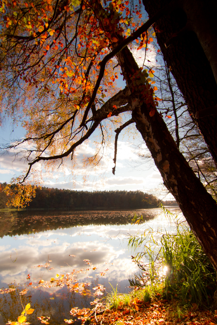 Traumsee