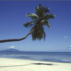 Traumstrand mit Palmenschatten