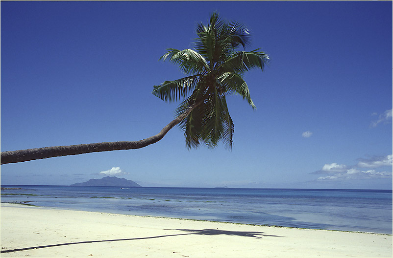 Traumstrand mit Palmenschatten