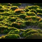 Traumurlaub - Die grünen Inseln der Hoffnung
